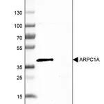 Merck Anti-ARPC1A antibody produced in rabbit