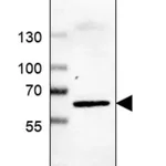 Merck Anti-LHX9 antibody produced in rabbit