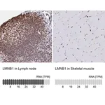 Merck Anti-LMNB1 antibody produced in rabbit