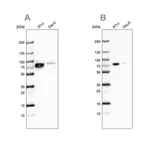Merck Anti-DDX3X antibody produced in rabbit