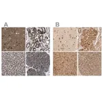 Merck Anti-TMEM192 antibody produced in rabbit