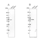Merck Anti-NMT1 antibody produced in rabbit