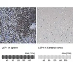 Merck Anti-LSP1 antibody produced in rabbit