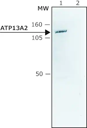 Merck Anti-ATP13A2 (C-terminal) antibody produced in rabbit