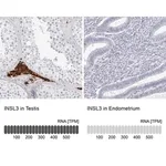 Merck Anti-INSL3 antibody produced in rabbit