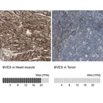 Merck Anti-BVES antibody produced in rabbit
