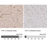 Merck Anti-TJP1 antibody produced in rabbit