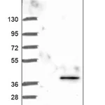 Merck Anti-ARL10 antibody produced in rabbit