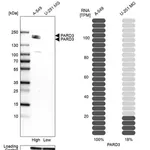 Merck Anti-PARD3 antibody produced in rabbit
