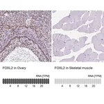 Merck Anti-FOXL2 antibody produced in rabbit