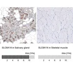Merck Anti-SLC6A14 antibody produced in rabbit