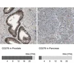 Merck Anti-CD276 antibody produced in rabbit