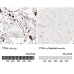 Merck Anti-CTSH antibody produced in rabbit