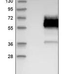 Merck Anti-DKK3 antibody produced in rabbit
