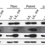 Merck Anti-SHMT2 antibody produced in rabbit