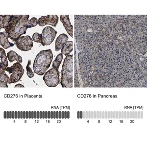 Merck Anti-CD276 antibody produced in rabbit