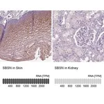 Merck Anti-SBSN antibody produced in rabbit