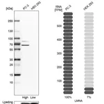Merck Anti-LMNA antibody produced in rabbit
