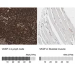 Merck Anti-VASP antibody produced in rabbit