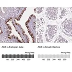 Merck Anti-AK1 antibody produced in rabbit