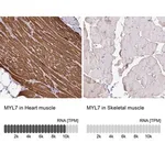 Merck Anti-MYL7 antibody produced in rabbit