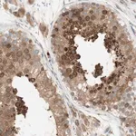 Merck Anti-MANF antibody produced in rabbit
