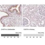 Merck Anti-CHST4 antibody produced in rabbit