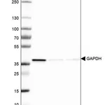 Merck Monoclonal Anti-GAPDH antibody produced in mouse