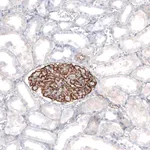 Merck Anti-SYNPO antibody produced in rabbit