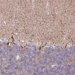 Merck Anti-SLC6A1 antibody produced in rabbit