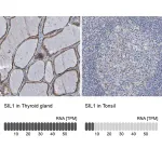 Merck Anti-SIL1 antibody produced in rabbit