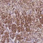 Merck Anti-CARS2 antibody produced in rabbit