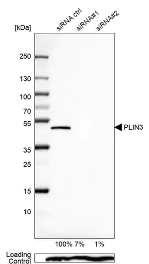 Merck Anti-PLIN3 antibody produced in rabbit