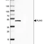 Merck Anti-PLIN3 antibody produced in rabbit