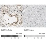 Merck Anti-SUGP1 antibody produced in rabbit