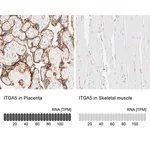 Merck Anti-ITGA5 antibody produced in rabbit