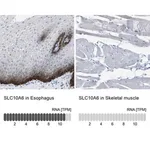Merck Anti-SLC10A6 antibody produced in rabbit