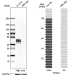 Merck Anti-FOSL2 antibody produced in rabbit