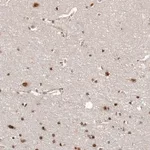 Merck Anti-SOX4 antibody produced in rabbit