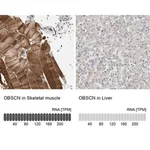 Merck Anti-OBSCN antibody produced in rabbit
