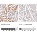 Merck Anti-LAMP2 antibody produced in rabbit