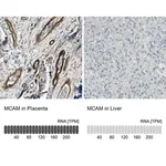 Merck Anti-MCAM antibody produced in rabbit
