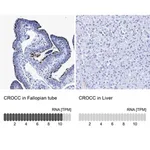 Merck Anti-CROCC antibody produced in rabbit