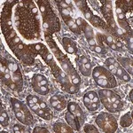 Merck Anti-MVP antibody produced in rabbit