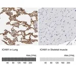 Merck Anti-ICAM1 antibody produced in rabbit