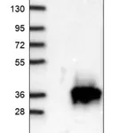 Merck Anti-METTL6 antibody produced in rabbit