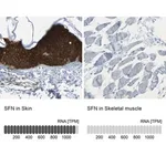 Merck Anti-SFN antibody produced in rabbit