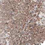 Merck Anti-MYO1B antibody produced in rabbit