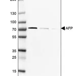 Merck Anti-AFP antibody produced in rabbit