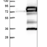 Merck Anti-ACBD3 antibody produced in rabbit